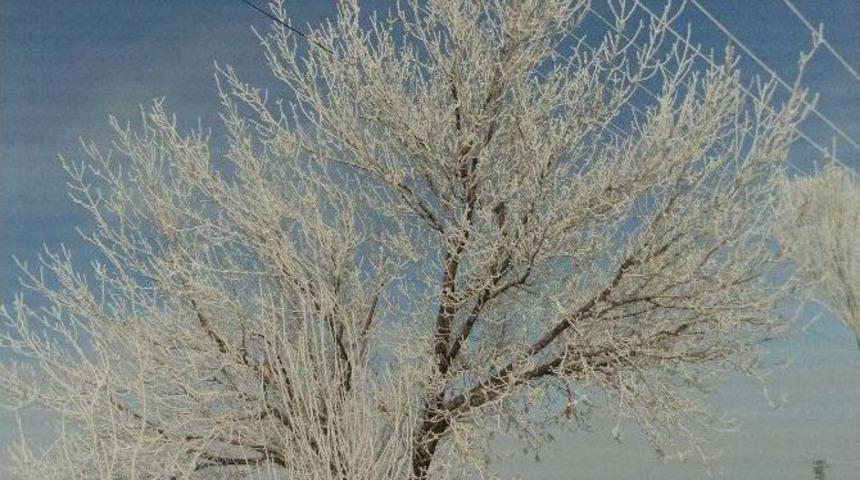 &Ouml;zalp İl&ccedil;esinde Ağa&ccedil;lar Dondu