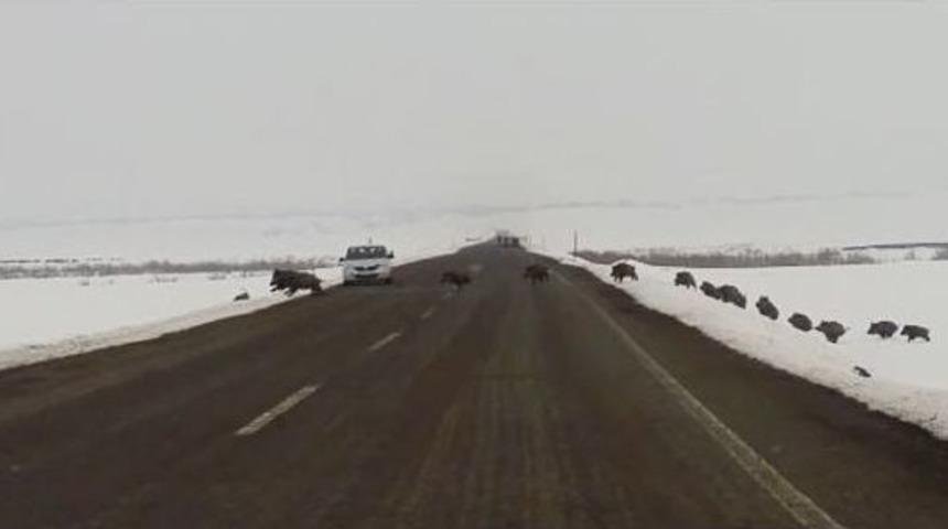 Erzurum&rsquo;da Karayoluna Domuz S&uuml;r&uuml;s&uuml; &Ccedil;ıktı