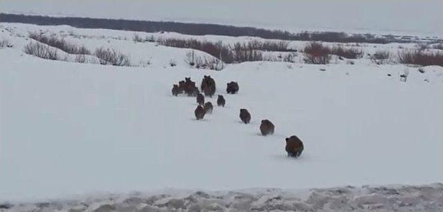 Erzurum’da Karayoluna Domuz Sürüsü Çıktı