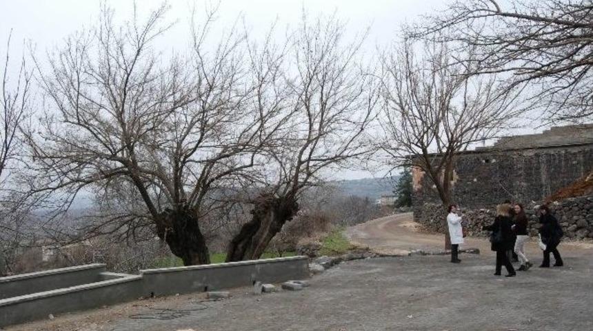 Beş Asırlık Dut Ağacı Dimdik Ayakta