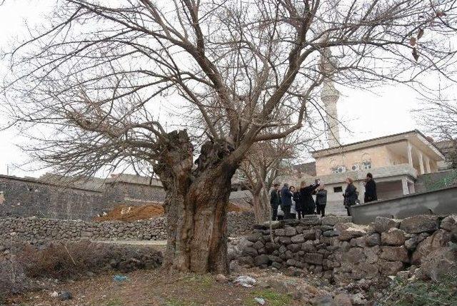 Beş Asırlık Dut Ağacı Dimdik Ayakta