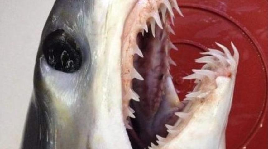 Akdeniz&rsquo;de Balık&ccedil;ıların Ağına Dev K&ouml;pek Balığı Takıldı