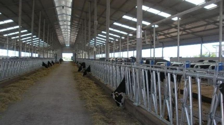 Hibe Destekli Hayvancılık Projesi M&uuml;racaatları Başladı