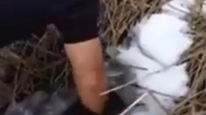 Buz Tutan G&ouml;lette Elle Balık Tuttular