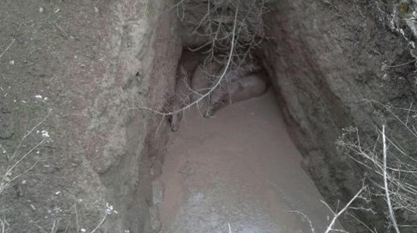 Dağdan İnen Domuzlar Su Dolu &Ccedil;ukura D&uuml;şt&uuml;