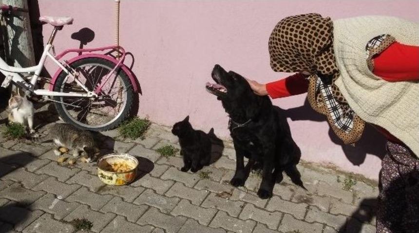 Havran&rsquo;da K&ouml;pek İle Kedilerin Dostluğu Hayran Bıraktı