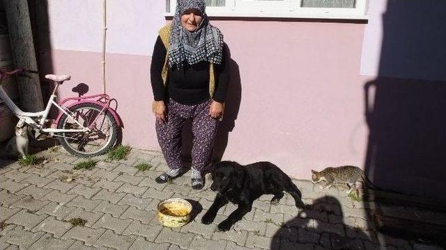 Havran’da Köpek İle Kedilerin Dostluğu Hayran Bıraktı