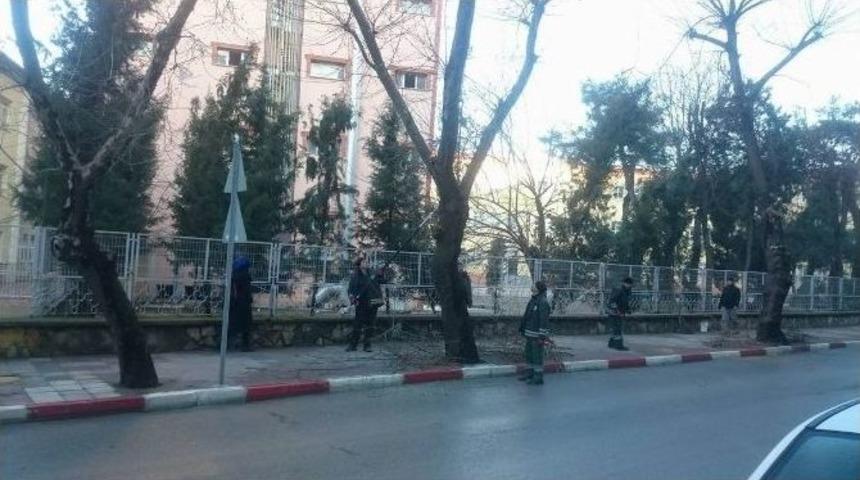 Ağa&ccedil; Cinsine G&ouml;re Budama