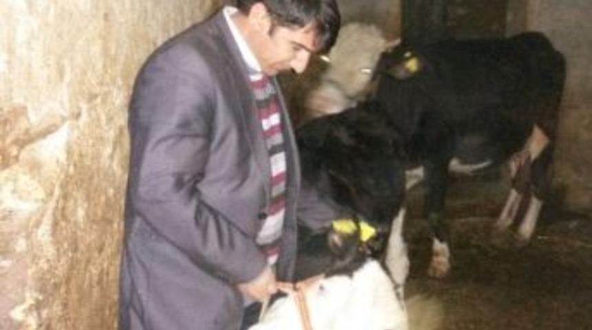 İl&ccedil;e Tarım M&uuml;d&uuml;rl&uuml;ğ&uuml;nden Şap Aşısı