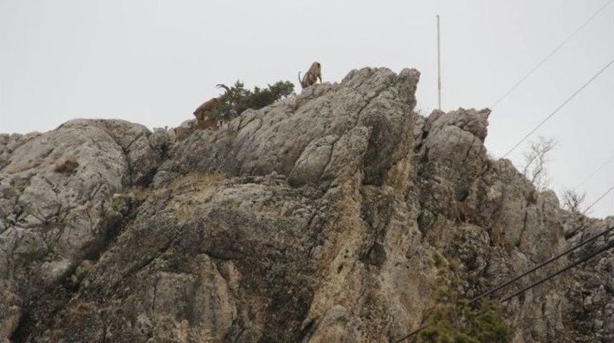 Dağ Ke&ccedil;ileri Sincik İl&ccedil;esine İndi