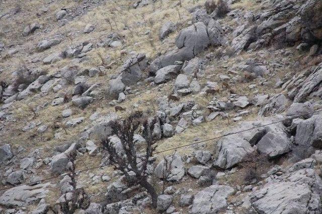 Dağ Keçileri Sincik İlçesine İndi