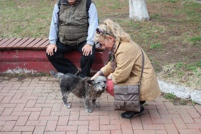 Zehirlenen Hayvanlar İçin Suç Duyurusunda Bulundular