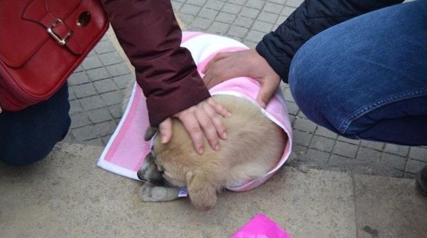 Yaralı K&ouml;peğe Merhamet Eli