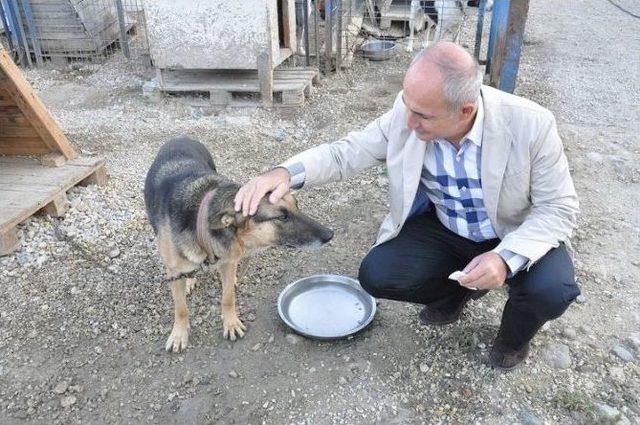 Yaralı Köpek İçin 300 Kilometrelik Seferberlik