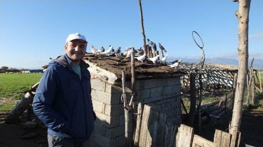 Burhaniyeli Besicinin G&uuml;vercin Sevgisi