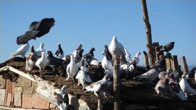 Burhaniyeli Besicinin Güvercin Sevgisi