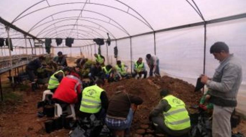 Erdemli&rsquo;de Belediye Serasında Yoğun &Ccedil;alışma