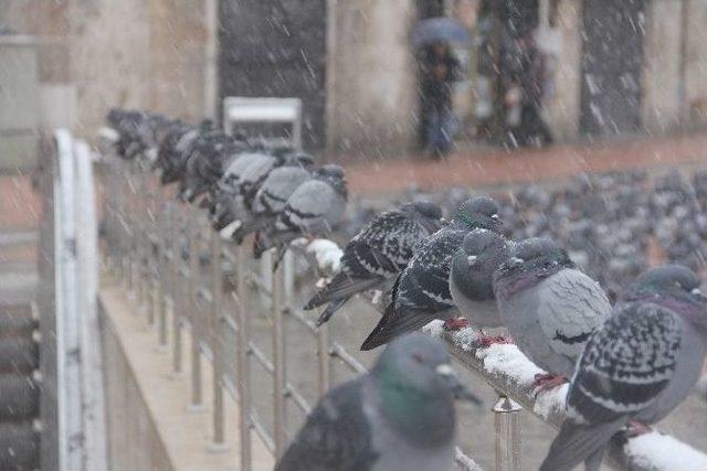 Bolu’da Kar Yağışı Etkili Oldu