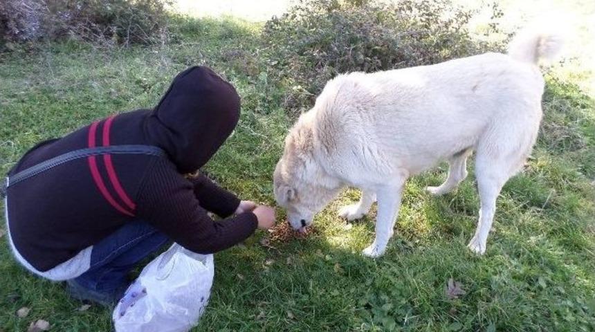 Orhangazi Belediyesi Sokak Hayvanlarını Unutmadı