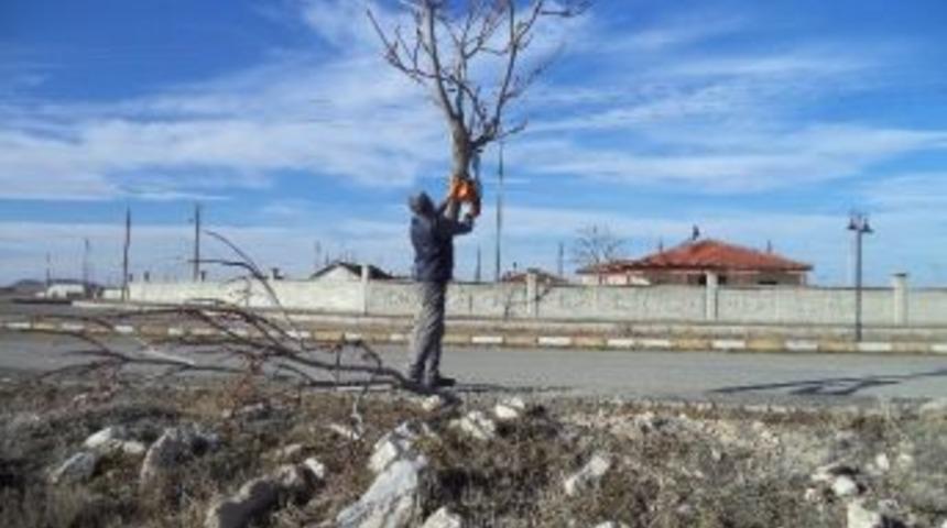 Cihanbeyli&rsquo;de Ağa&ccedil;lar Budanıyor