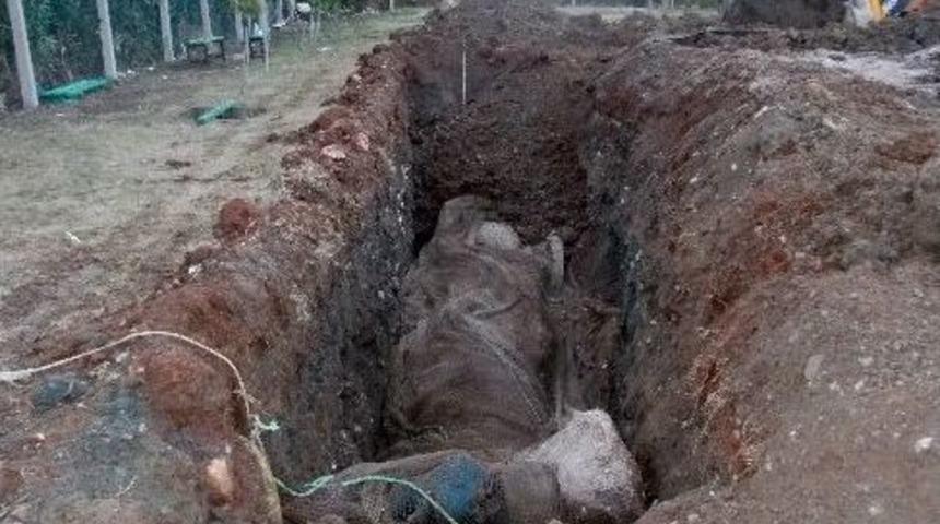 Dev Balina Yavrusu Kemiklerinin Sergilenmesi İ&ccedil;in G&ouml;m&uuml;ld&uuml;