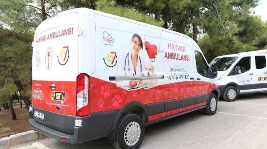 5 Bin 78 Sokak K&ouml;peğinin Tedavi Ve Bakımı Yapıldı