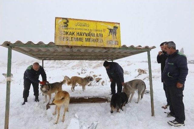 5 Bin 78 Sokak Köpeğinin Tedavi Ve Bakımı Yapıldı