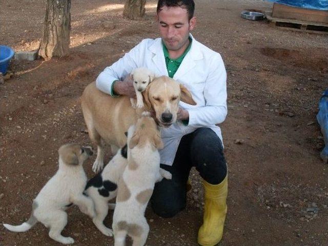 5 Bin 78 Sokak Köpeğinin Tedavi Ve Bakımı Yapıldı