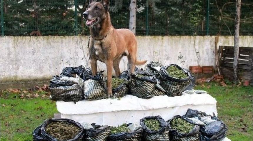 Narkotik K&ouml;peği Alfa&rsquo;dan Bingo