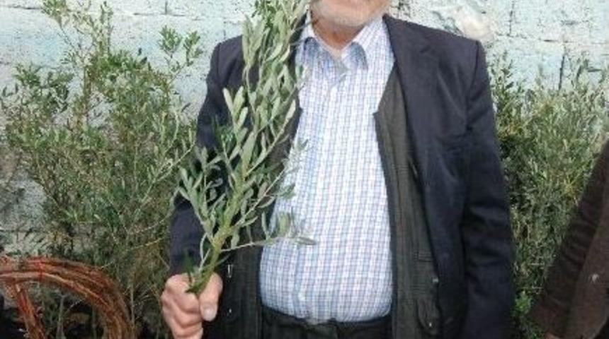 Kahramanmaraş’ta Zeytin Fidanı Fiyatları Arttı