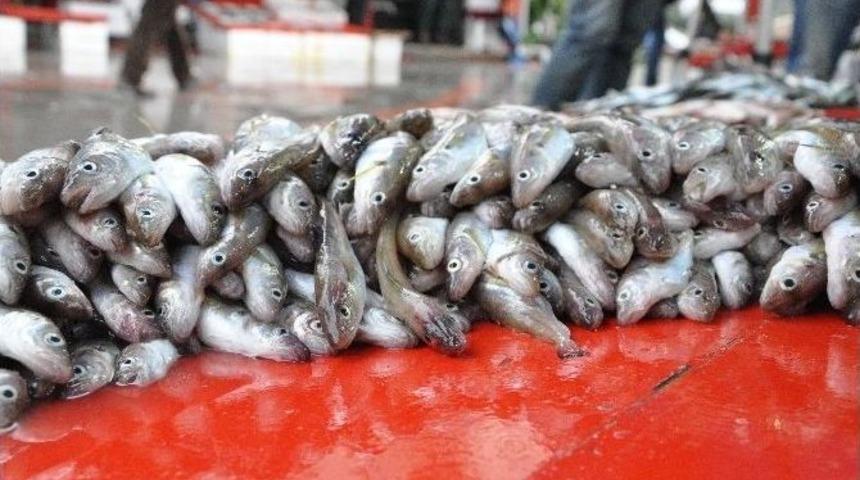 Yerli Hamsi Bitti, G&uuml;rc&uuml; Hamsisi Satılıyor
