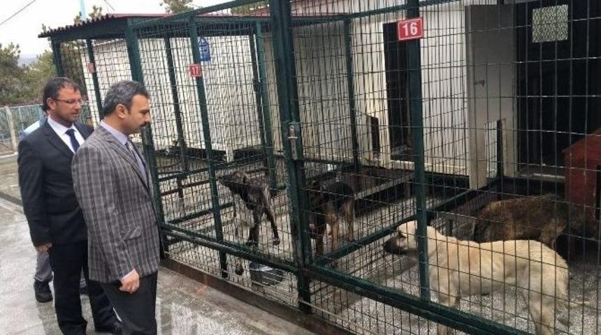 &Ccedil;orum Belediyesi, Sokak Hayvanlarına Sahip &Ccedil;ıkıyor