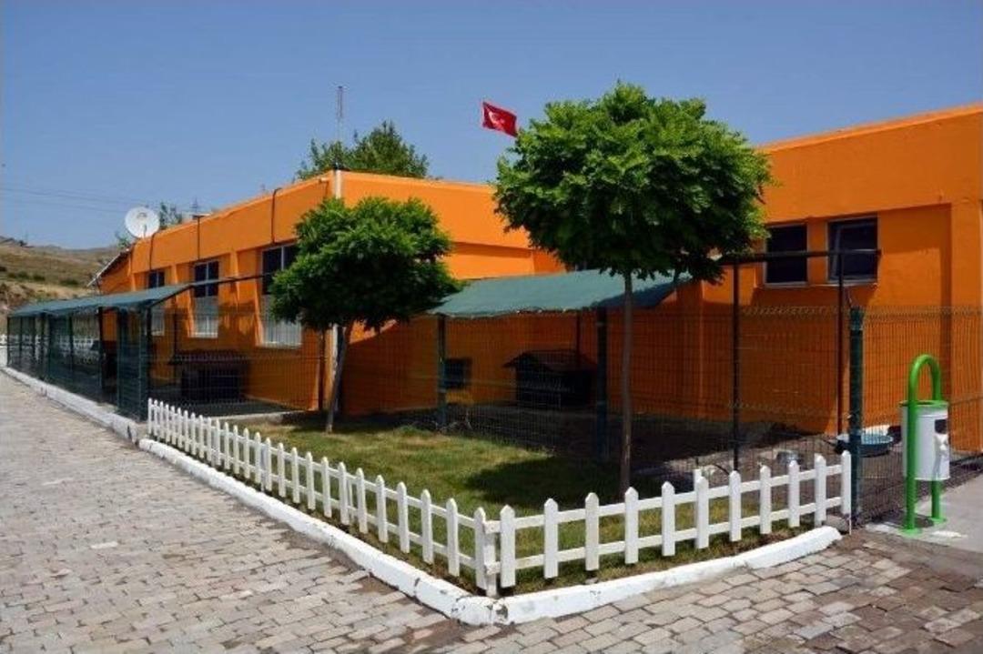 Aliağa&rsquo;da 400 Sokak Hayvanı Ameliyat Edildi