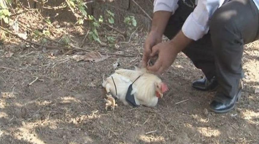 (&ouml;zel Haber) &rsquo;kurşun Ge&ccedil;irmez&rsquo; Dedi, Horozu &Ouml;ld&uuml;rd&uuml;