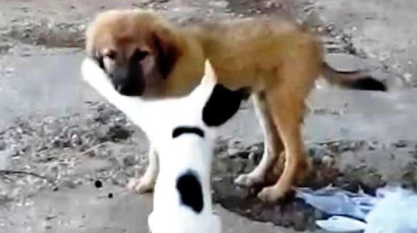 Kedi Ve K&ouml;peğin İlgin&ccedil; Dostluğu