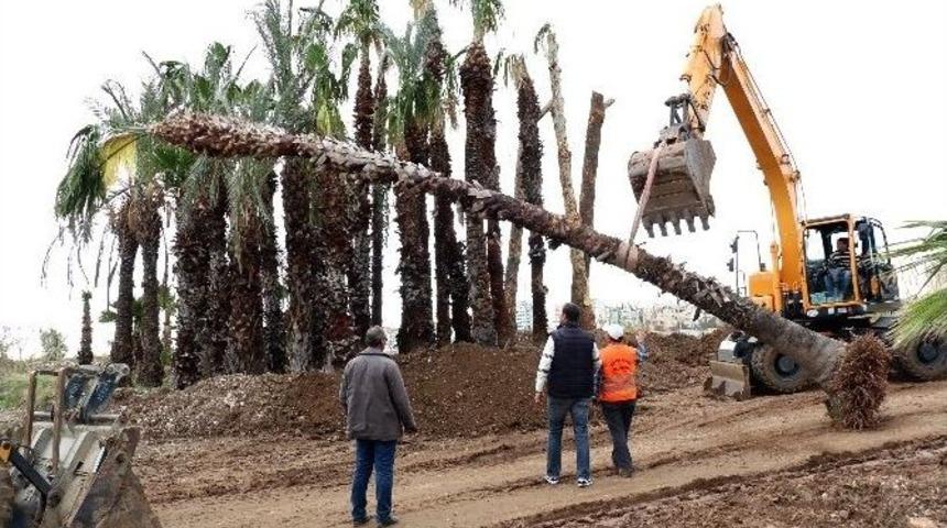 Abim&rsquo;e M&uuml;racaat Palmiyeyi Kurtardı