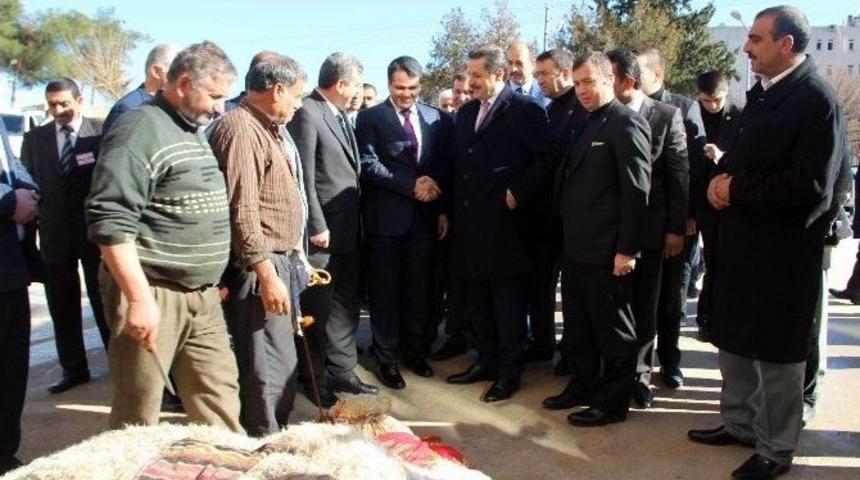 Bakan &Ccedil;elik, Deveyi Kestirmedi