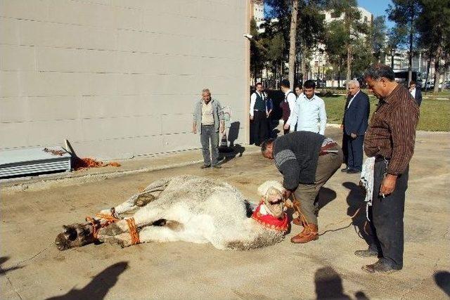 Bakan Çelik, Deveyi Kestirmedi