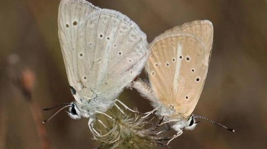 Kahramanmaraş&rsquo;ta Yeni Kelebek T&uuml;r&uuml; Keşfedildi
