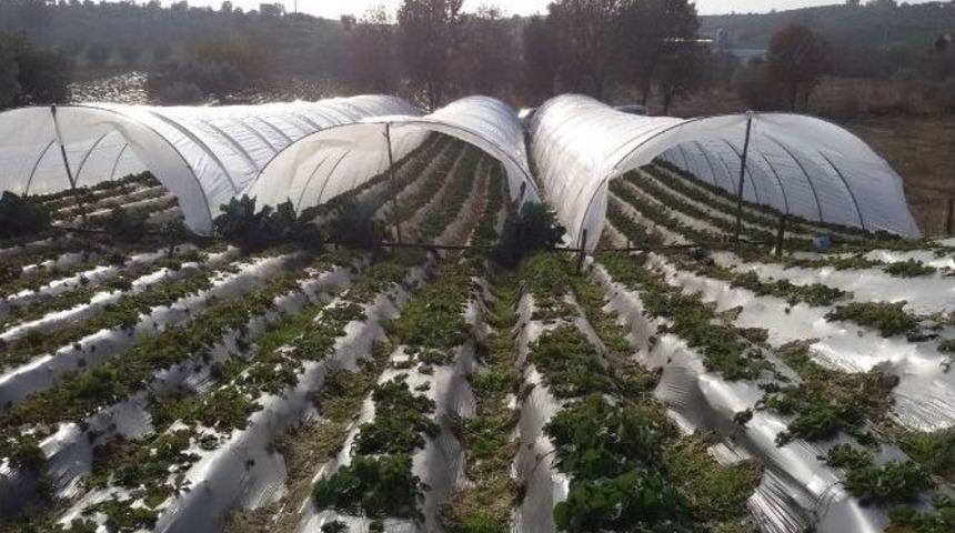 &Ccedil;ilek Yetiştiricilerine Uyarı: