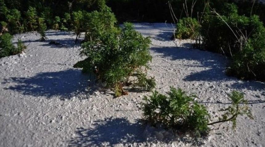 Betonu Delen Papatya Filizleri Şaşırtıyor