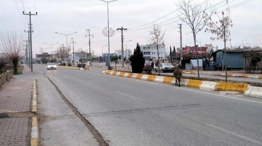 Başıboş Hayvan, Sürücülere Zor Anlar Yaşattı