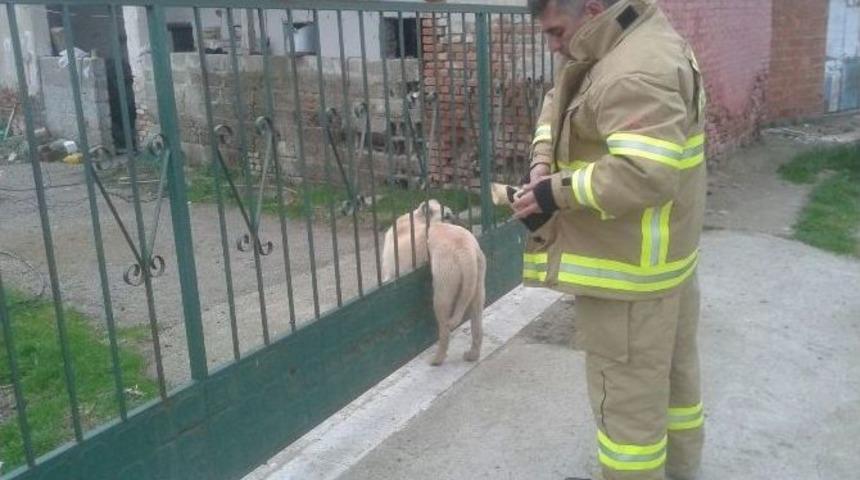 Kapıya Sıkışan K&ouml;peği İtfaiye Kurtardı