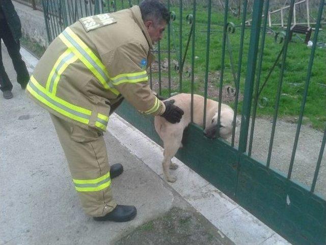 Kapıya Sıkışan Köpeği İtfaiye Kurtardı