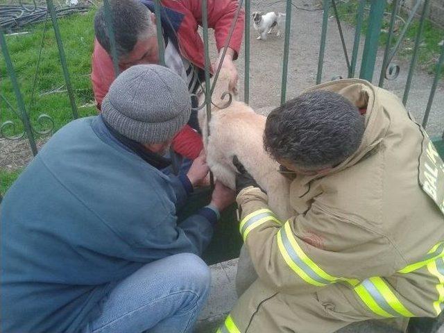 Kapıya Sıkışan Köpeği İtfaiye Kurtardı