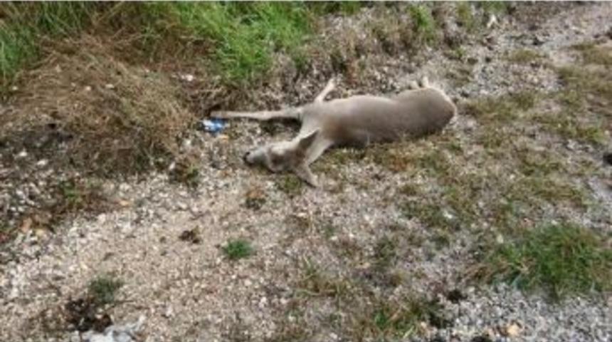 Otomobilin Çarptığı Karaca Telef Oldu