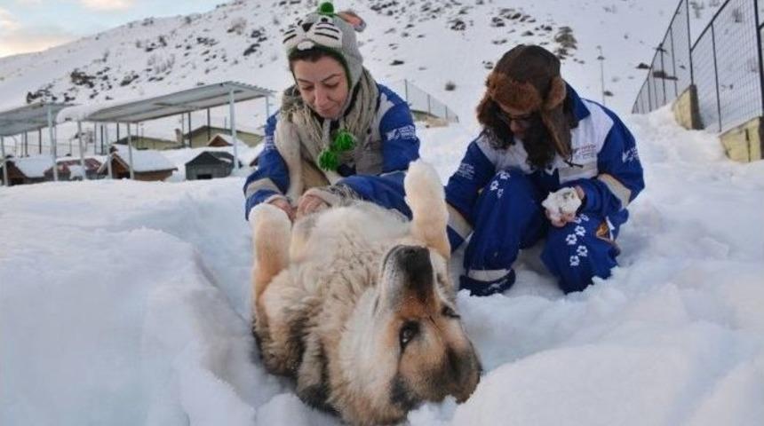 K&ouml;pekler Kar Altında Kalan Yuvalarını Arıyor