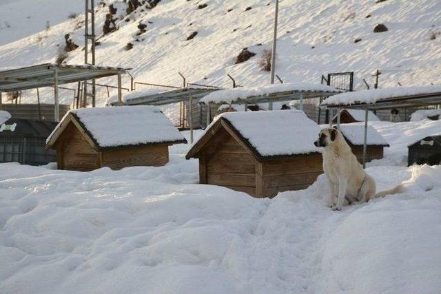 Köpekler Kar Altında Kalan Yuvalarını Arıyor