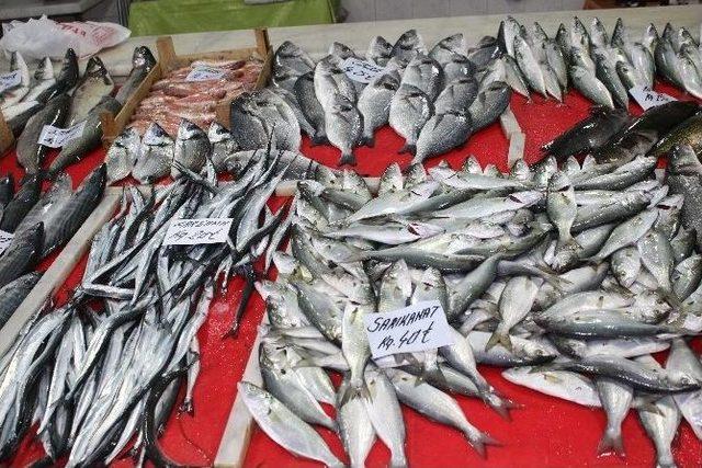 &Ccedil;anakkale B&ouml;lgesinde Sardalye Bolluğu 1