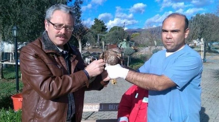 Yaralı Şahin, Hayvan Barınağında Koruma Altında